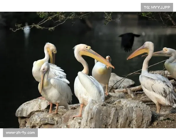 鹈鹕防守效率仅属尚可级别 场均失分120.2分问题明显